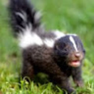 Meet your Posher, Luis